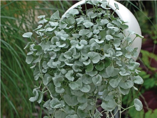 Однолетние растения Діхондра Silver Falls ожидается
